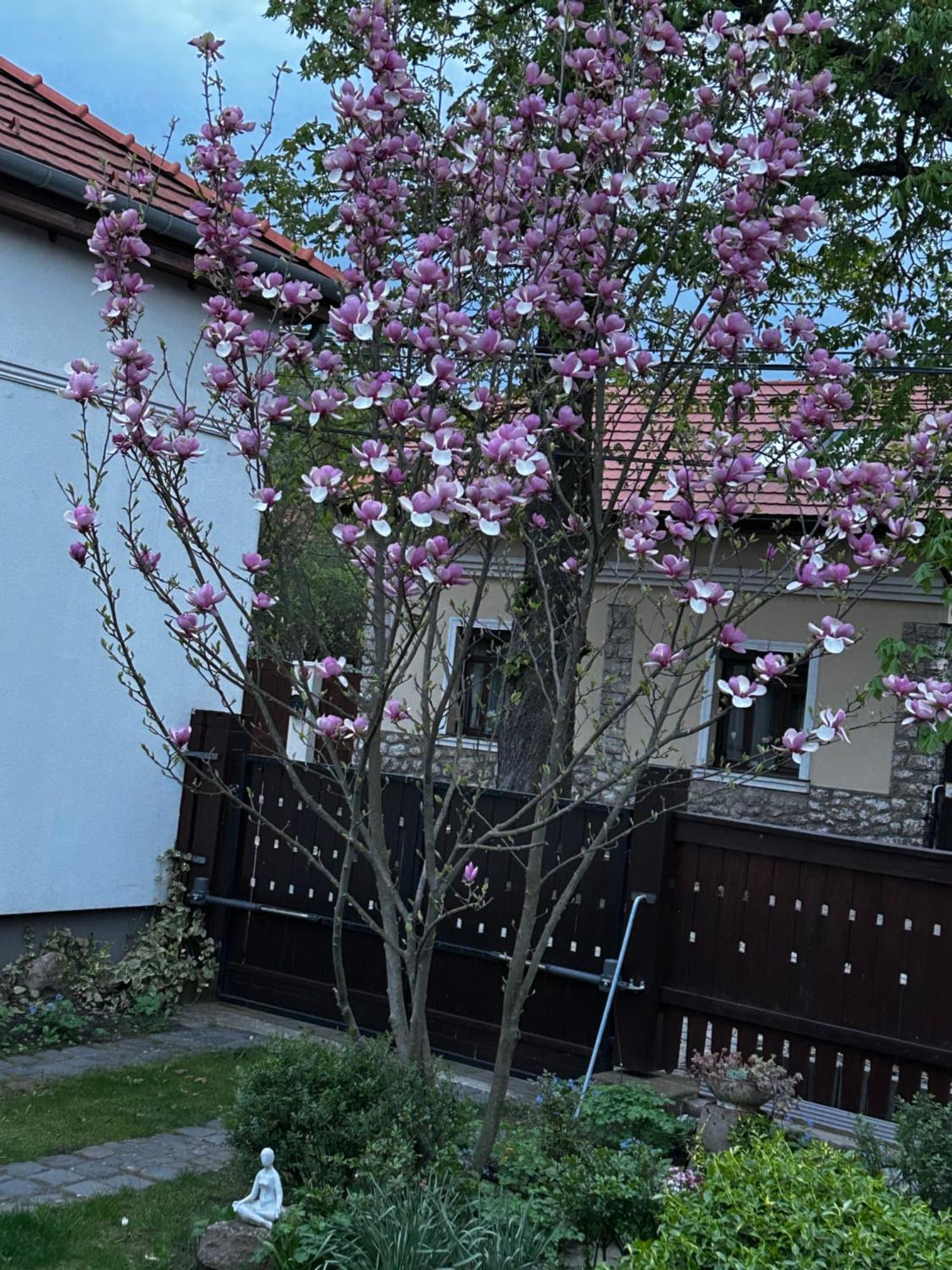Magnolia Garden Apartment Мисколк Екстериор снимка